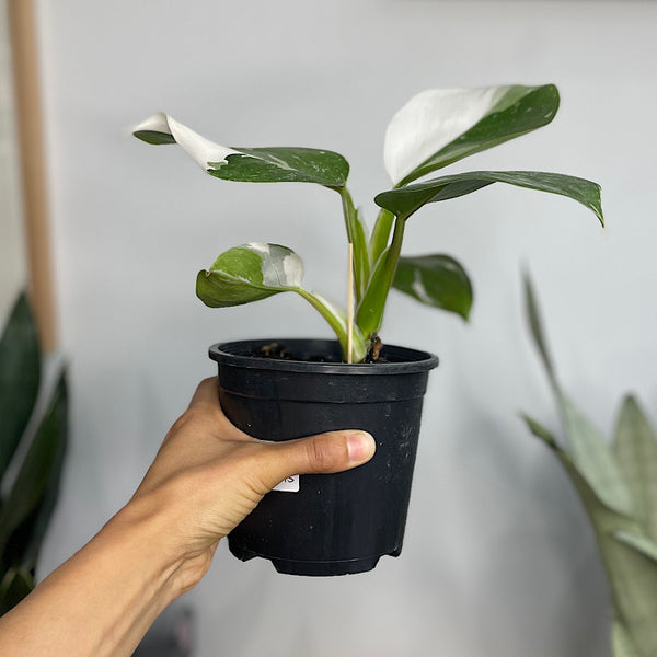Philodendron White Wizard 130mm