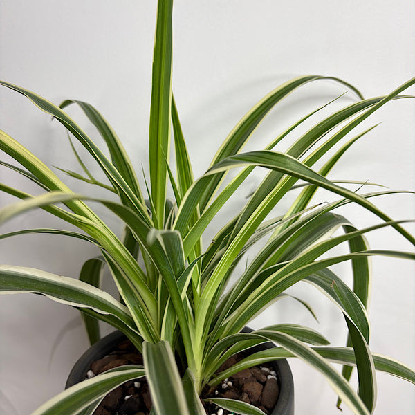 Spider Plant in Medium Kelly Pot Black