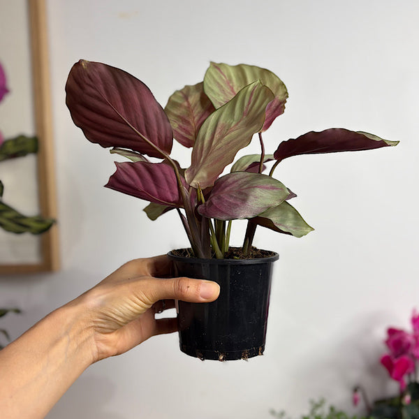 Calathea Silver Plate 100mm