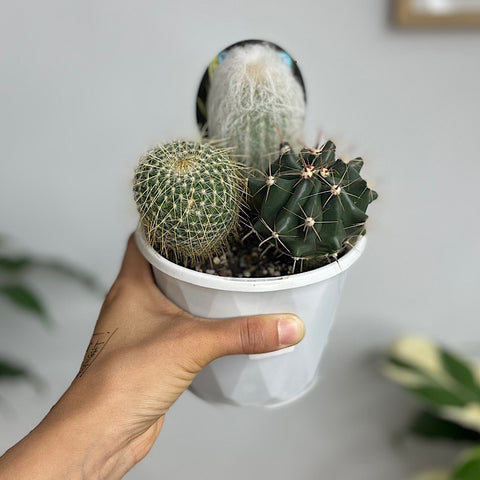 Triple Planted Cactus 130mm