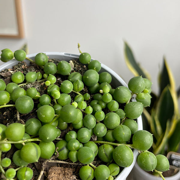 Senecio Rowleyanus String of Pearls 105mm