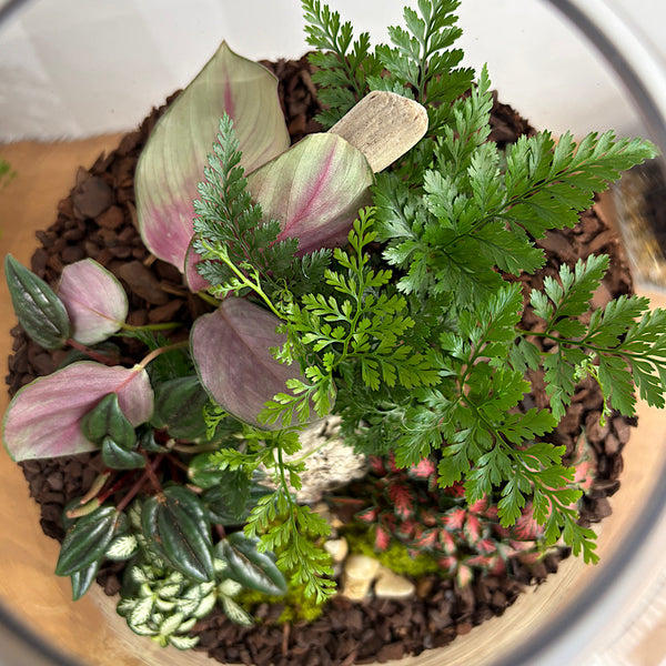Large Helga Terrarium with Lush Forrest with Timber Base and Ball #1510