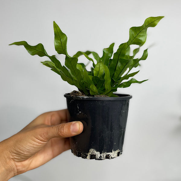 Microsorum Crocodyllus Crocodile Fern 100mm