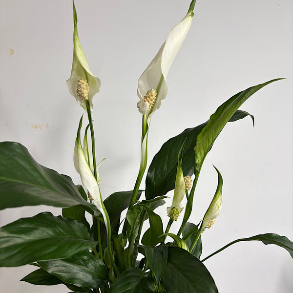 Peace Lily in Large Glass Self Watering Orb Pot