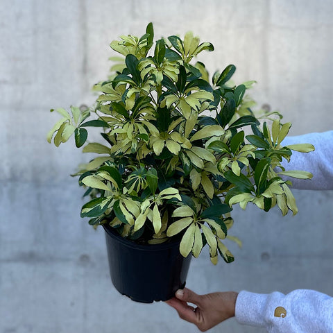 Schefflera Madam De Smet Dwarf Umbrella 200mm