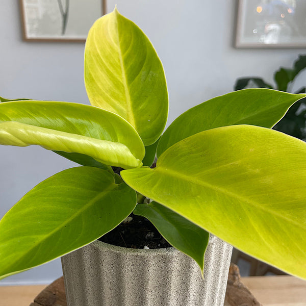 Philodendron Moonlight in Small Athens Pot Sand