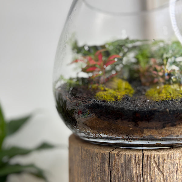 Lush Low Teardrop Terrarium #0912