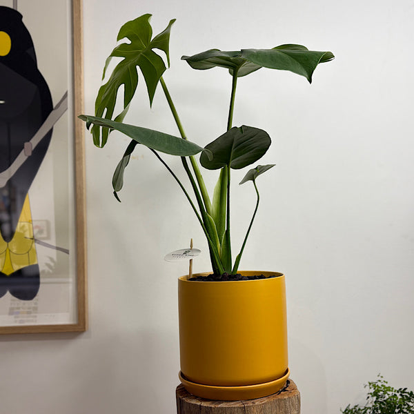 Monstera Deliciosa 'Tauerii' in Large Oslo Pot Tobacco