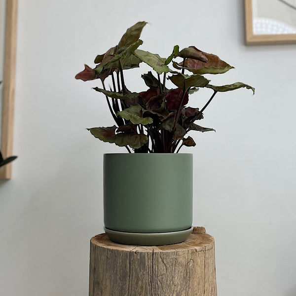 Syngonium Strawberry Ice in Medium Oslo Pot Eucalypt