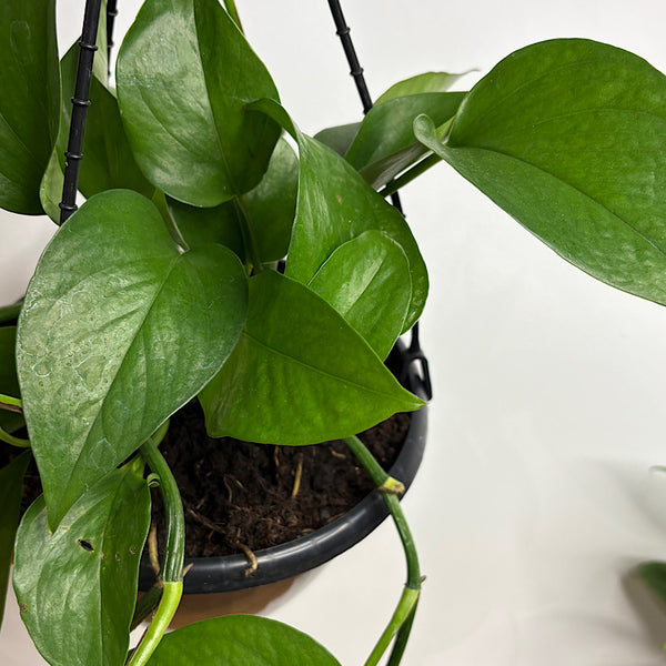 Epipremnum Aureum Green Dragon 200mm