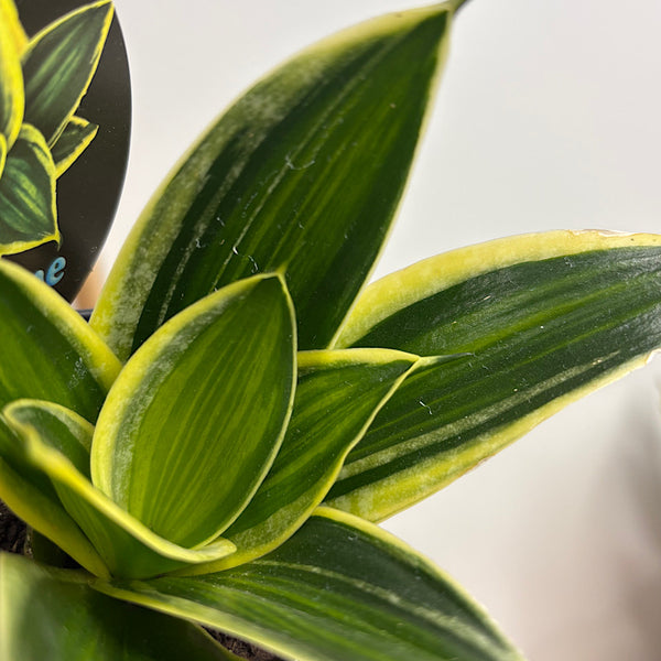Sansevieria Gold Lime Hahnii Snake Plant 80mm