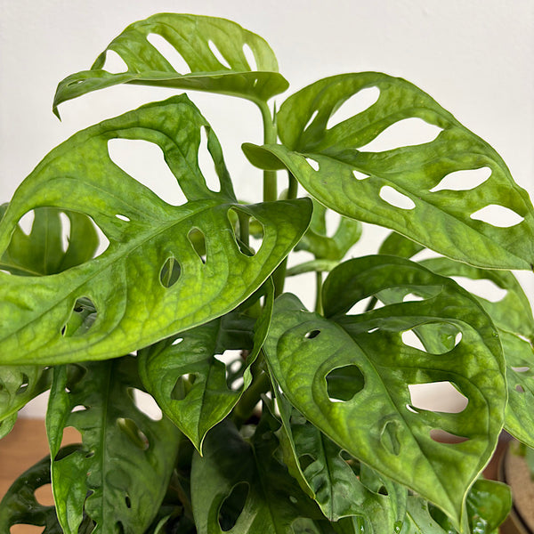 Monstera Monkey Mask in Small Orbit Oatmeal