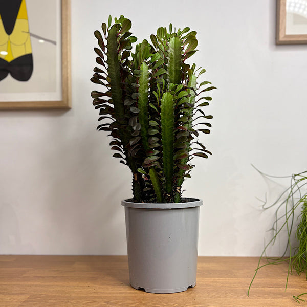 Euphorbia Trigona Rubra 170mm