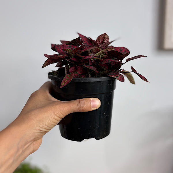 Hypoestes Phyllostachya Red Splash 130mm