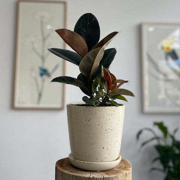 Ficus Marble in Medium Gerti Speckle Pot
