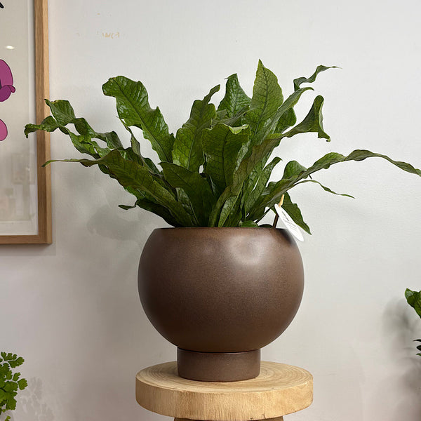 Crocodile Fern in Large Orbit Pot Coffee