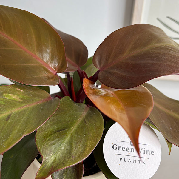 Philodendron Prince of Orange in Small Orbit Pot Oatmeal