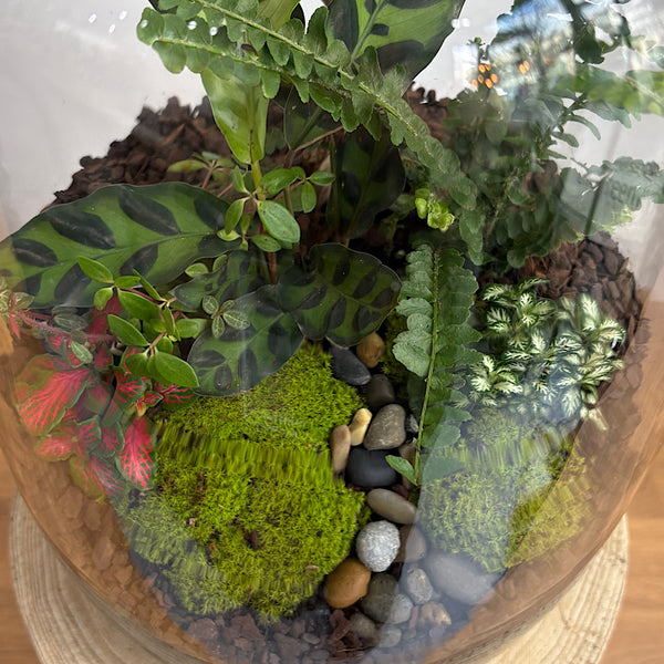 X-Large Globe Terrarium with Lush Forest #2508
