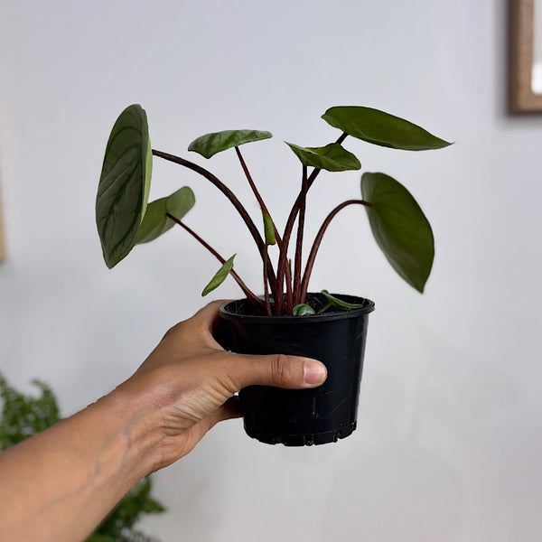 Peperomia Argyreia Watermelon 100mm