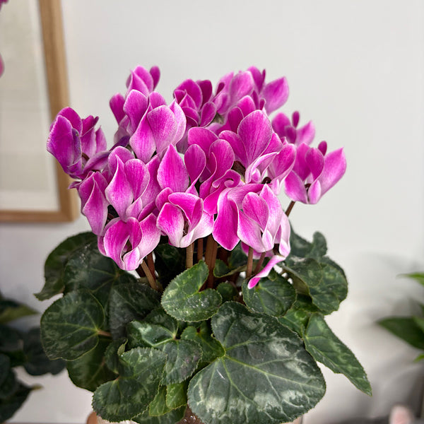 Cyclamen Allure Flame Purple in Medium Self Watering Glass Pot