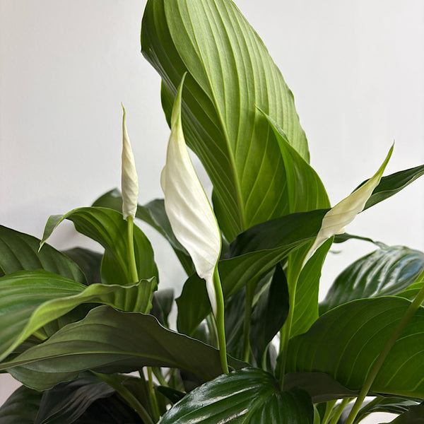 Peace Lily in X-Large Naku Pot Putty