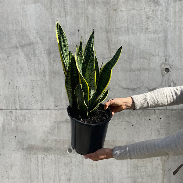 Sansevieria Trifasciata Superba Snake Plant 200mm