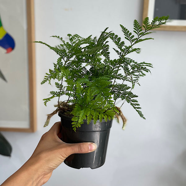 Davallia Fejeensis Rabbits Foot Fern 120mm