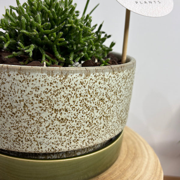 Rhipsalis Coral Cactus in Wide Pollock Pot Limestone