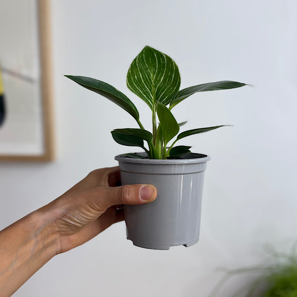 Philodendron Birkin 105mm