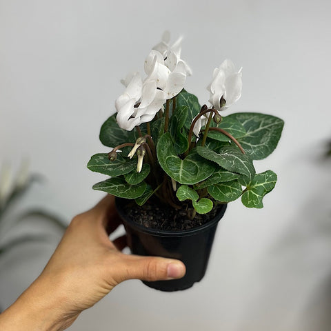 Cyclamen White 100mm