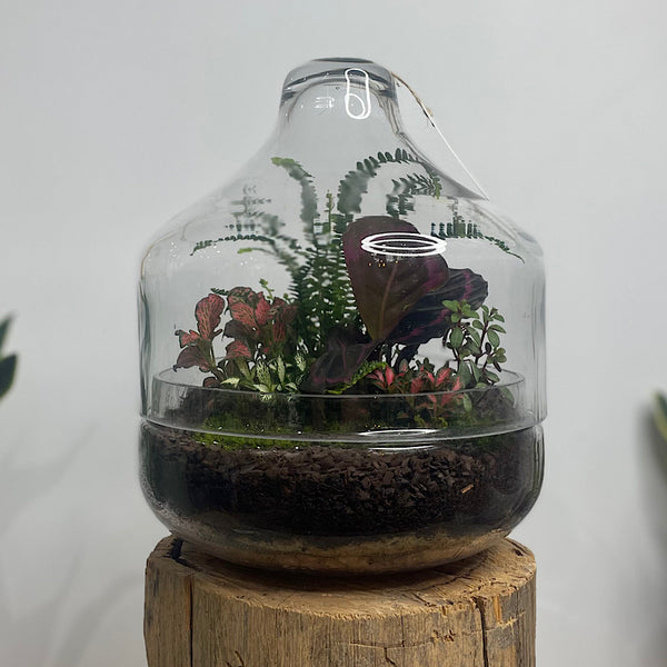 Large Teardrop Dome Terrarium #0422