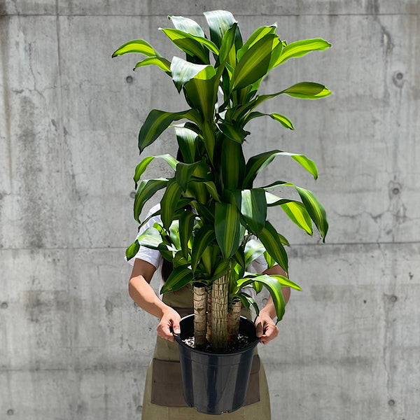Dracaena Fragrans Massangeana Happy Plant 250mm