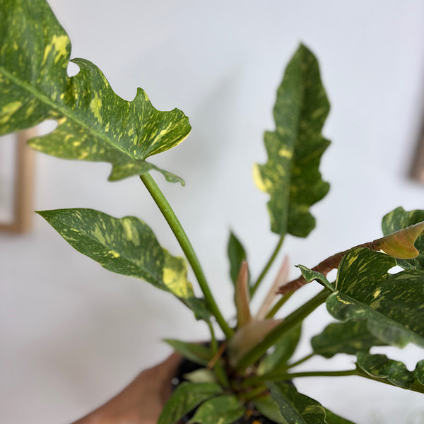 Philodendron Ring of Fire 130mm