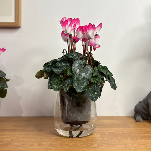 Cyclamen Indiaka in Large Glass Self Watering Pot