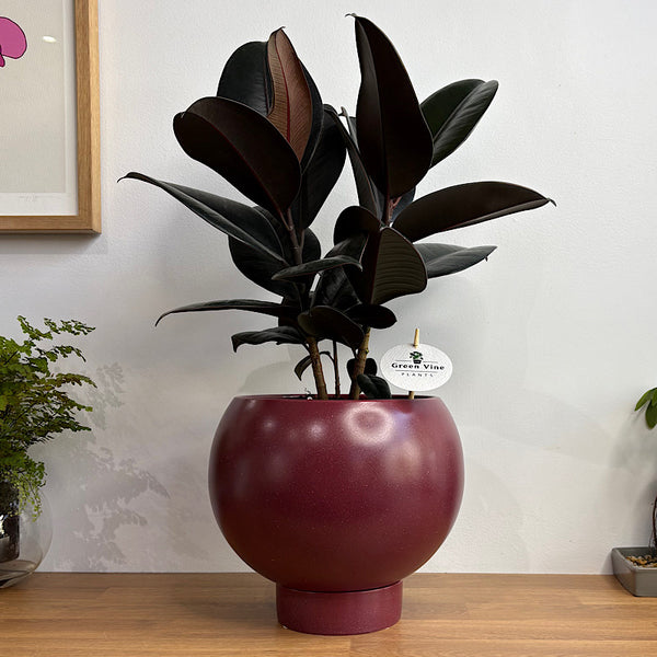 Burgundy Ficus in Large Orbit Ruby