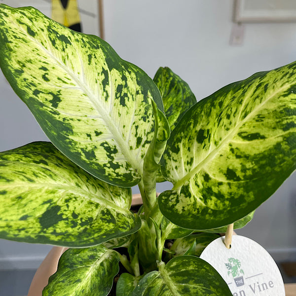 Dieffenbachia Amy in Small Hanover Pot Peach