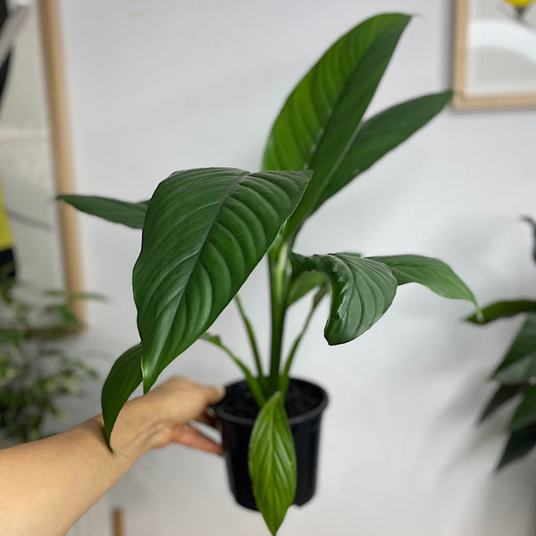 Spathiphyllum Sensation Peace Lily 130mm