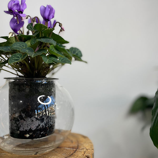 Cyclamen Violet in Medium Self Watering Glass Pot