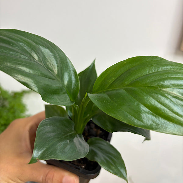 Spathiphyllum Dwarf Sensation 65mm