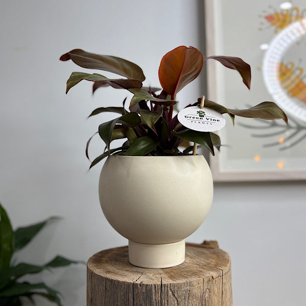 Philodendron Prince of Orange in Small Orbit Pot Oatmeal