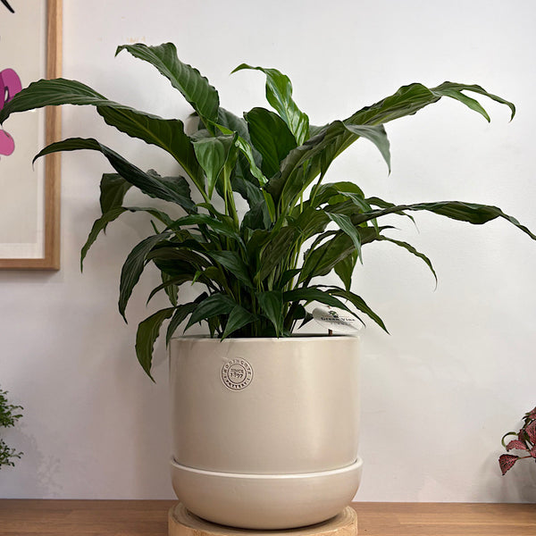 Peace Lily in X-Large Hana Egg Pot Ecru