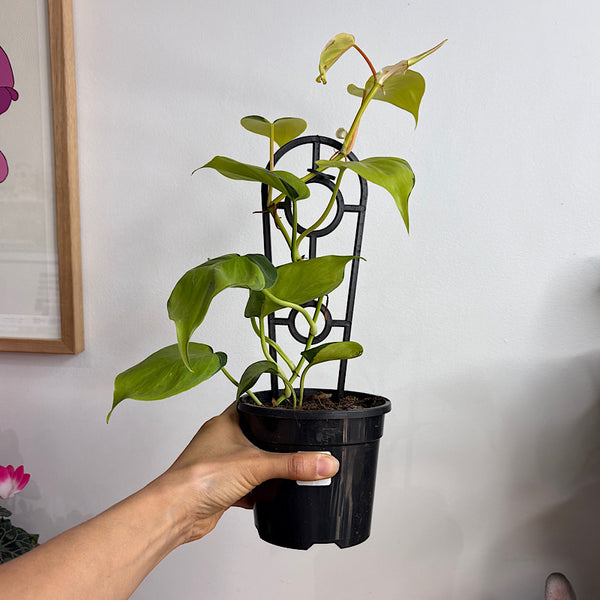 Philodendron Hederaceum Brasil 120mm
