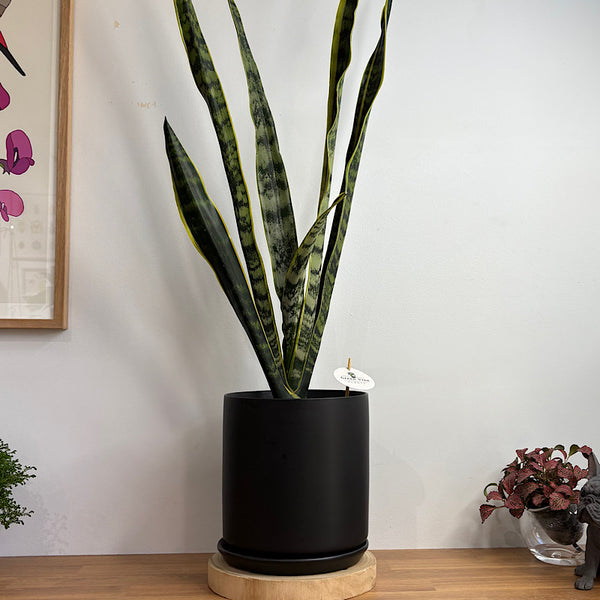 Sansevieria Laurentii Snake Plant in X-Large Oslo Pot Black