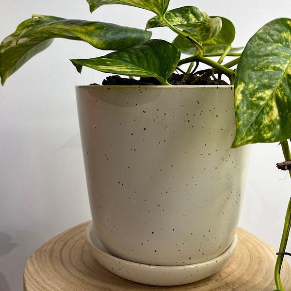 Devil's Ivy Pothos in Medium Gerti Speckle Pot White Speckle