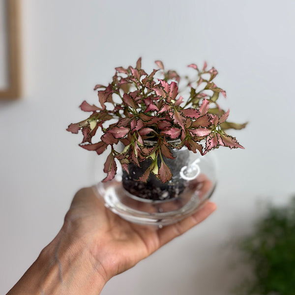 Fittonia in Small Self Watering Glass Pot