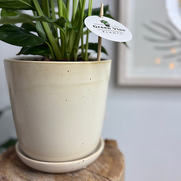 Peace Lily in Medium Gerti Pot Speckled White