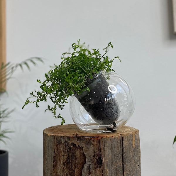 Club Moss in Medium Tilted Self Watering Glass Pot