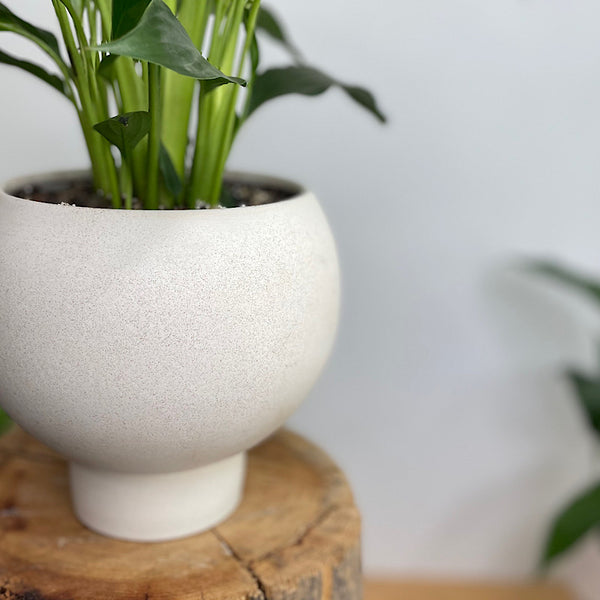 Peace Lily in Small Orbit Pot Oatmeal