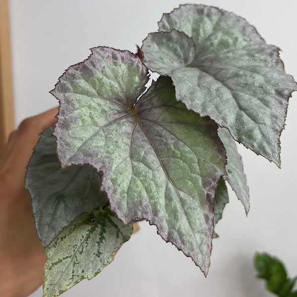 Begonia Aurora 100mm