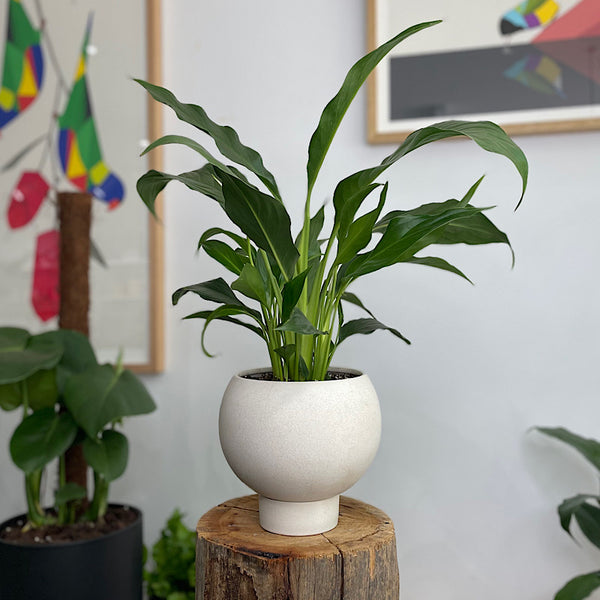 Peace Lily in Small Orbit Pot Oatmeal